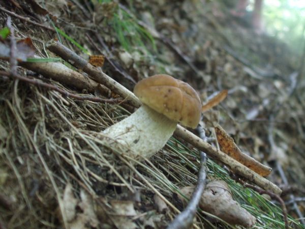 zdjecie Myczkowce