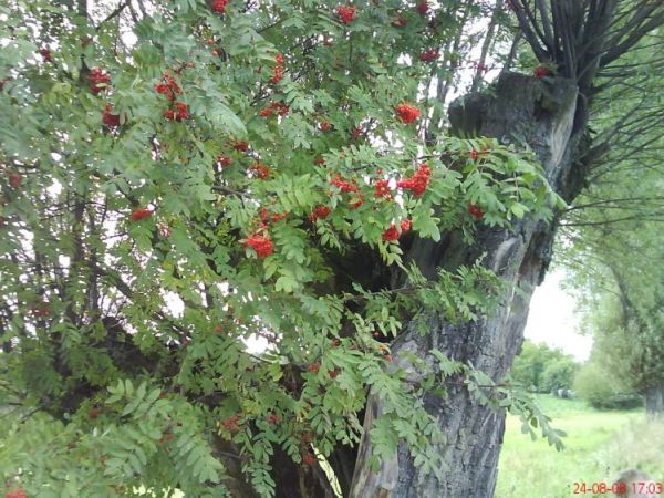 Jarzębina na wierzbie