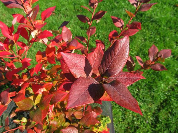 zdjecie Pietrzykowice