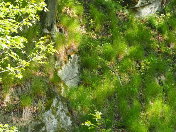 prawobrzeżne tereny Sanu - na terenie gminy Dydnia płynie tu na długości 16 km, są nasycone mozaiką lasów, łąk, pól, potoków, uroczysk, fliszy karpackich, kamie