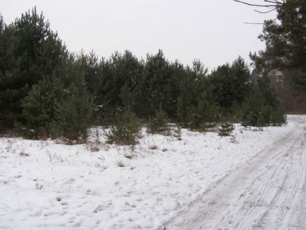 zdjecie Zalesie Górne