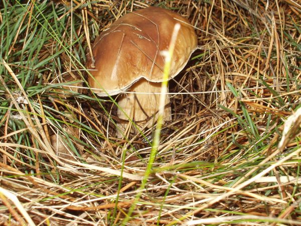 Leśny urwis z kapeluszem na bakier