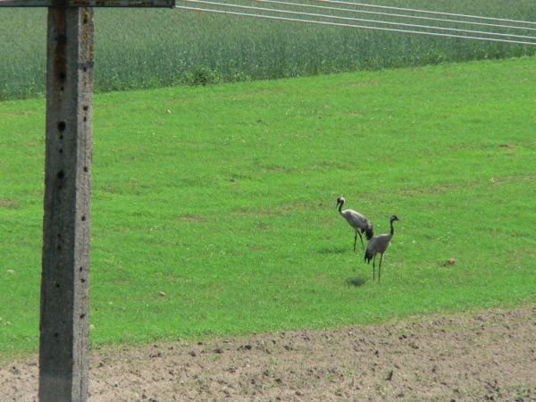 Dużo gniazd lęgowych żurawi. Na wiosnę  o wschodzie słońca przepiękne ich krzyki. Przylatują pod same zabudowania.