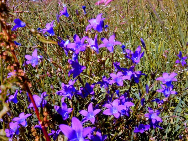 Okazy okolicznej flory