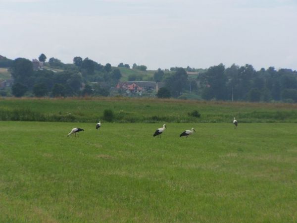 Bociany na łące nad Narwią