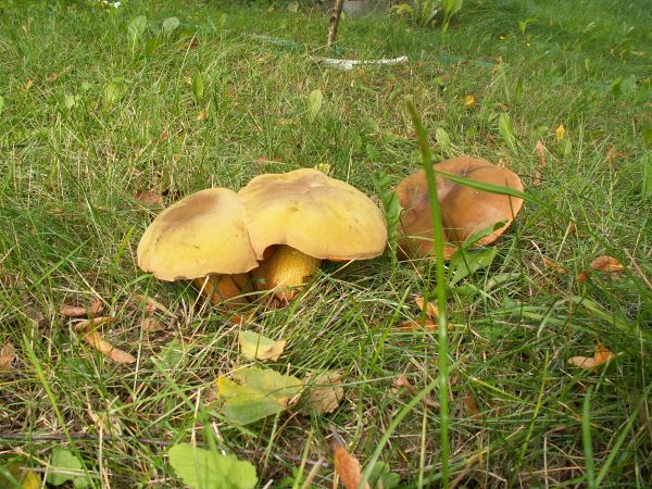 Grzybki nierozłączki