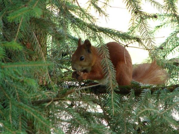Wiewiórka mieszkająca w okolicach szkoły.