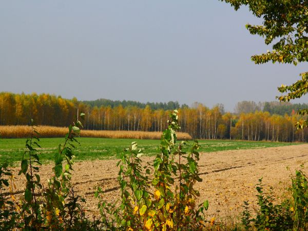 zdjecie Tyniewicze Duże