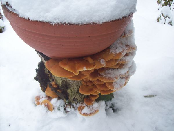 Grzyby w zimie-piękne okazy opieńki.