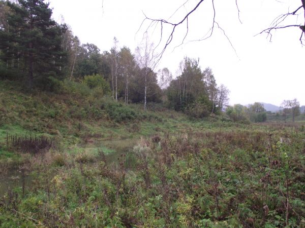 mszar - rodzaj torfowiska porośniętego roślinnością bagienną. Zachodzi też konieczność koszenia i winno być ono przeprowadzone ręcznie, ponieważ podczas mechani