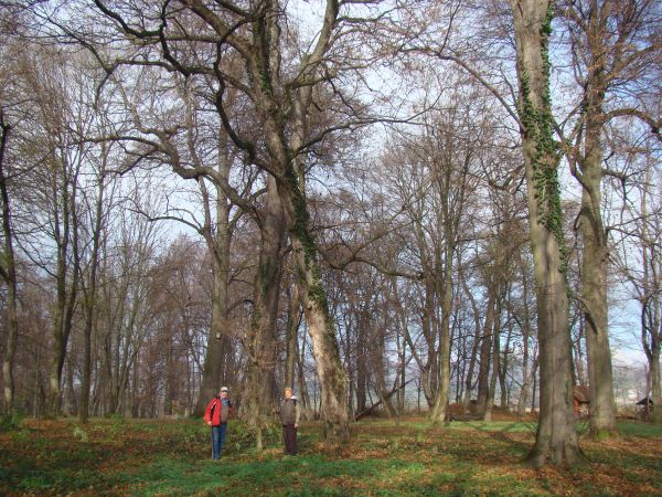 w parku dworskim, drzewostan zachowany, poszycie też nie zrujnowane ale "wyspowo" zapuszczone a jakby dobrze się wpatrywał to za parkiem - wśród pól - jest samo