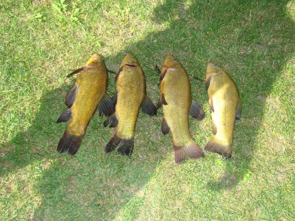 POŁÓW Z J. KOPCZE
WSZYSTKIE LINY PO 1,10 kg