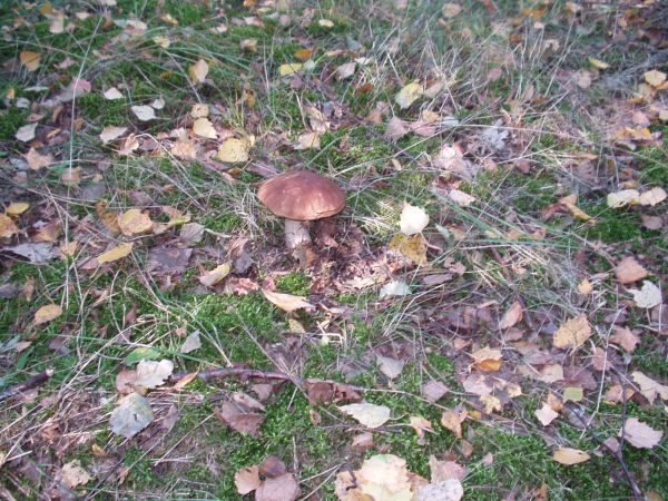 I ja jak cała reszta wyląduje w koszyku