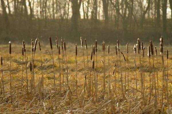Mokradła będące pozostałością po dawnym jeziorze.