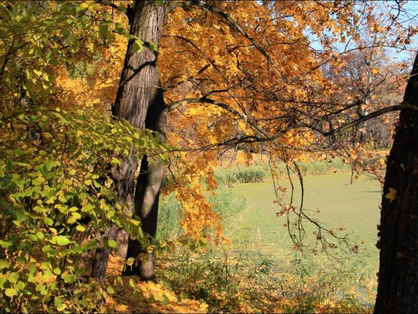 Park w Medyce − pochodzący z drugiej połowy XVI wieku (z reliktami z XIV i XVI wieku).