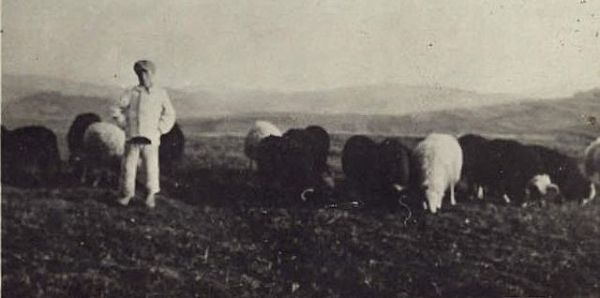 Michał Zachar, syn Anastazji Priadka,podczas pasienia owiec na polu, zwanym "na ruskim". Zdjęcie zrobione ok. 1937 roku. Michał zginął na froncie koło Krakowa w