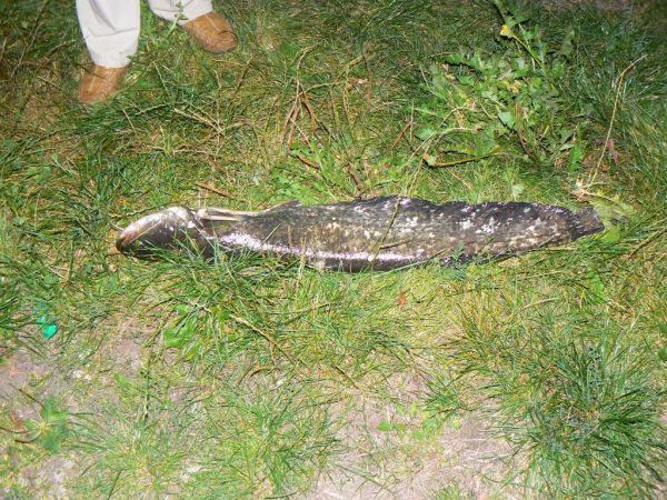 Sum z Odry - 102 cm 7 kg złowiony w sierpniu 2009r okolice Gostchorza