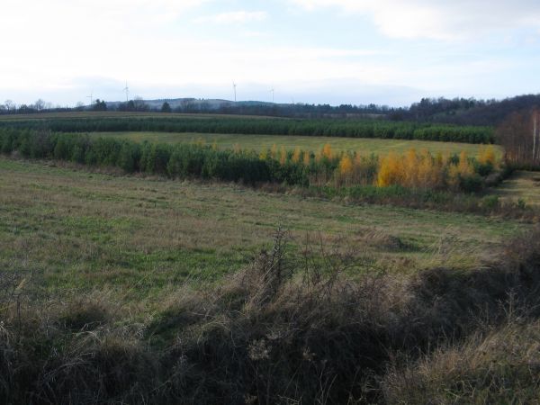 na zboczach rozciągają się traworośla, ziołorośla i ogromne pola borówczysk,  tylko gdzieniegdzie poprzetykane górskimi murawami, hen : turbiny wiatrakowe.