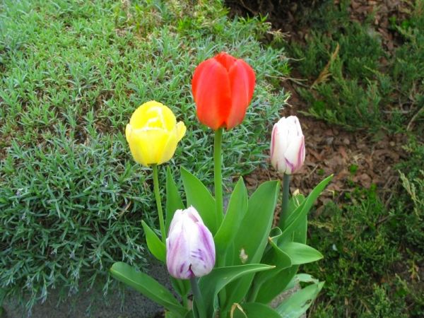 zdjecie Pietrzykowice