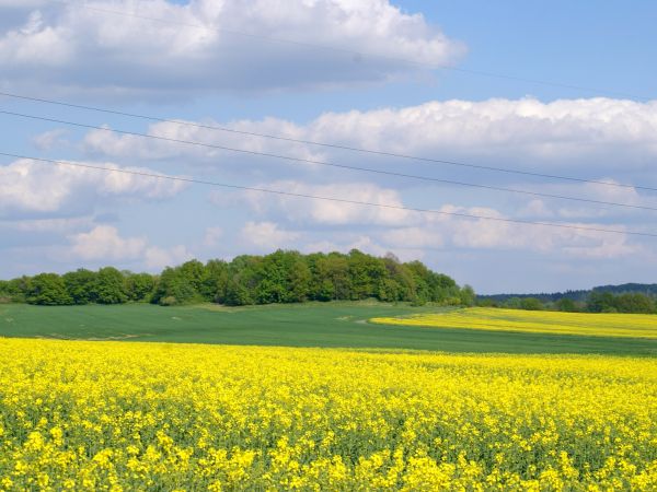 Widok z Czubatki na trzeci stożek wulkaniczny we Włosieniu - Górę Staniewicza lub Srebrnikiem o wys. 334 m.n.p.m.