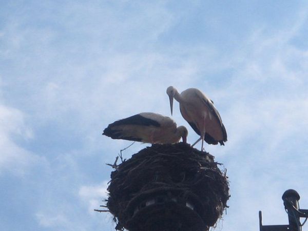 Do naszej wioski każdej wiosny przylatują dwie rodziny bocianów