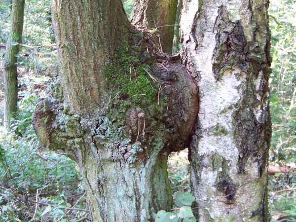 Dąb w symbiozie z brzozą.
