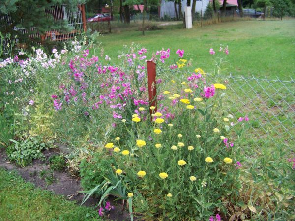 Płotek podporą dla pachnącego groszku.