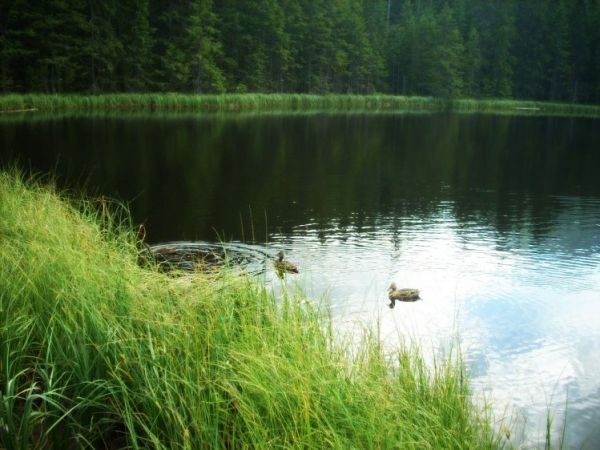 Smerczyński Staw