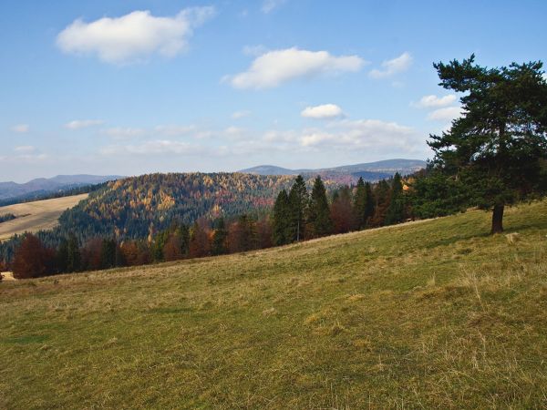 PRZEŁĘCZ ROZDZIELE