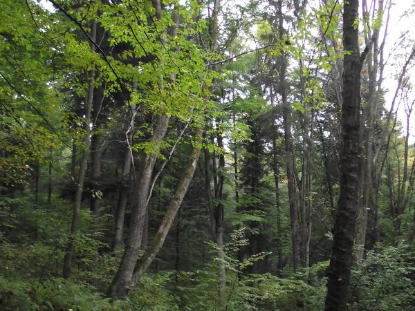 busz jakby - puszcza, wielki kompleks leśny pokryty pierwotnymi lasami...