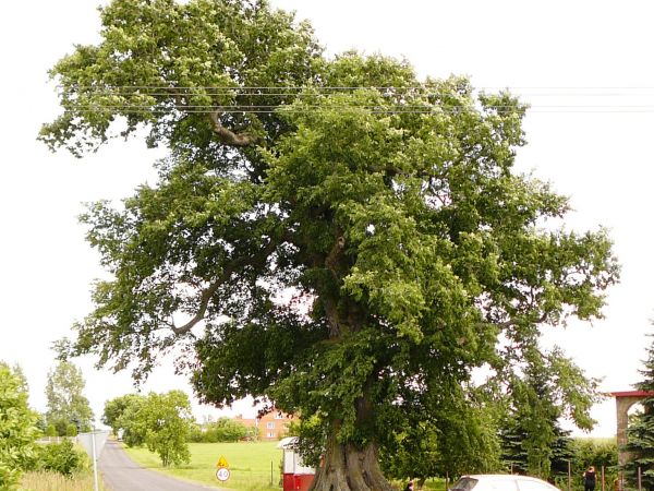 POMNIK PRZYRODY, STARY CIS WE WSI JEŻÓW K/ROZPRZY