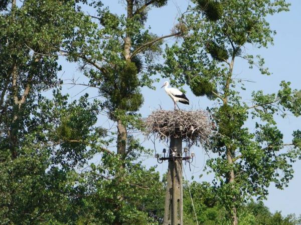 Gniazdo bociana przy drodze nad zalew.