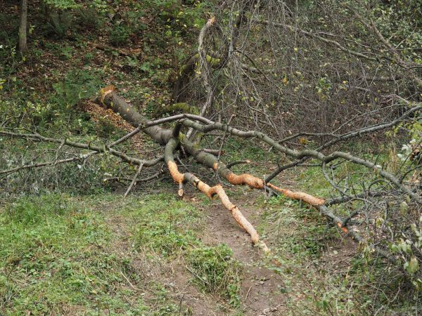 ślady żerowania bobrów, powalone drzewo - dokładnie pod kątem - nie inaczej ! - wszystko z zasadami sztuki inżynierii wodno-szuwarowej i bagiennej - od zawsze i