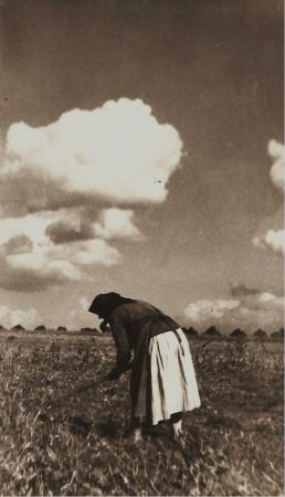 Wykopki ziemniaków Strzelce Wielkie lata 50.