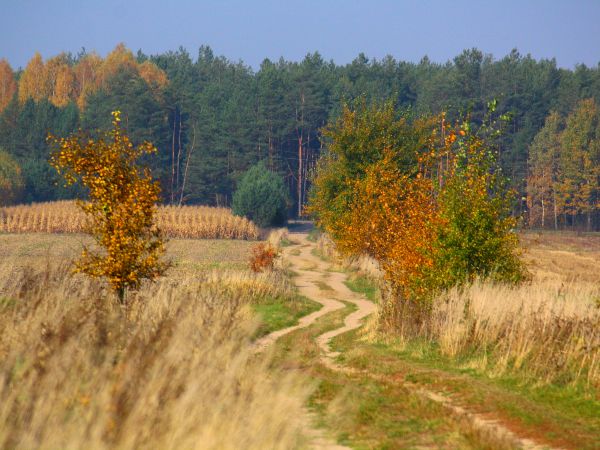 zdjecie Tyniewicze Duże