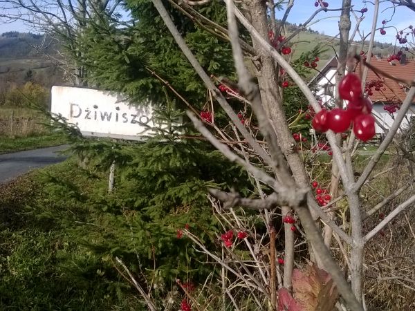 Dziwiszów (niem. Berbisdorf) – wieś w Polsce położona w województwie dolnośląskim