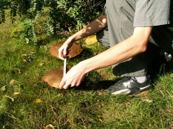 Leśni bracia 6 dnia, 28 cm i 32 cm.