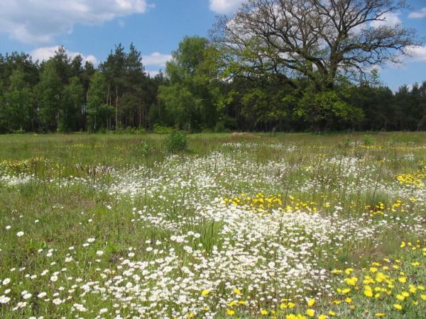 zdjecie Leśniakowizna