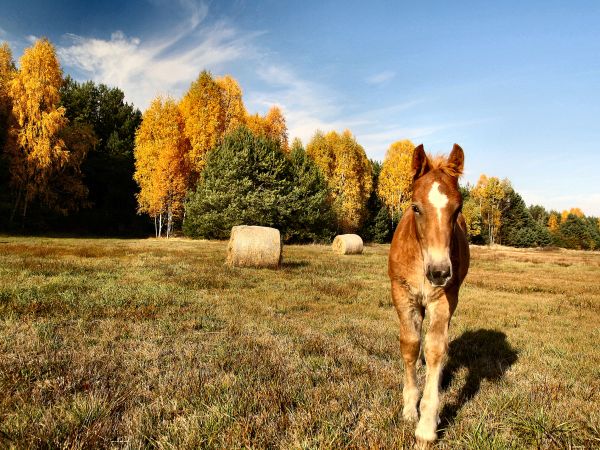 zdjecie Tyniewicze Duże