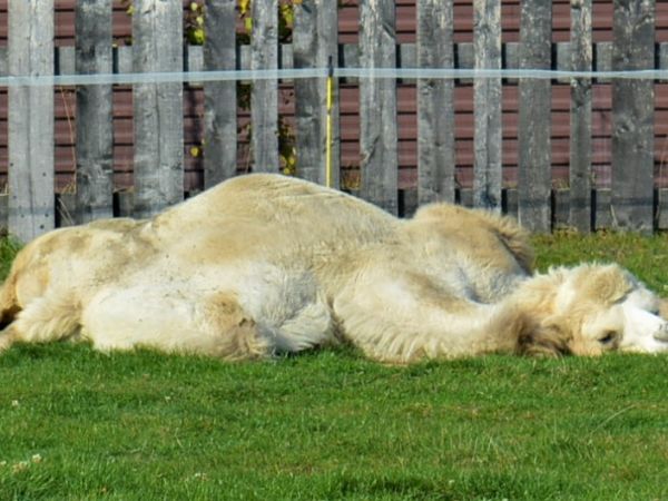 Rozleniwiony wielbłąd.