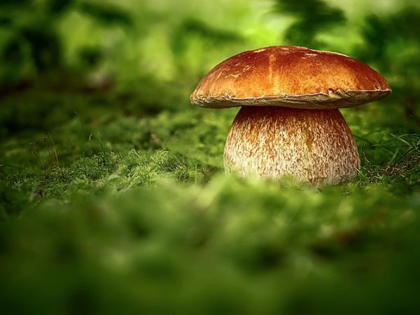 Borowik - Nowosiółki - Mikoflora