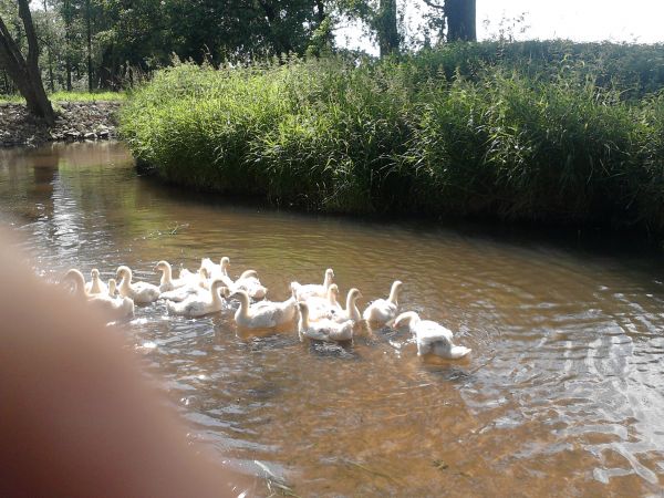 Dobrze, że woda nie za głęboka !- Ranczo pod brzózką -  nauka pływania - dolina rzeki Lublinicy