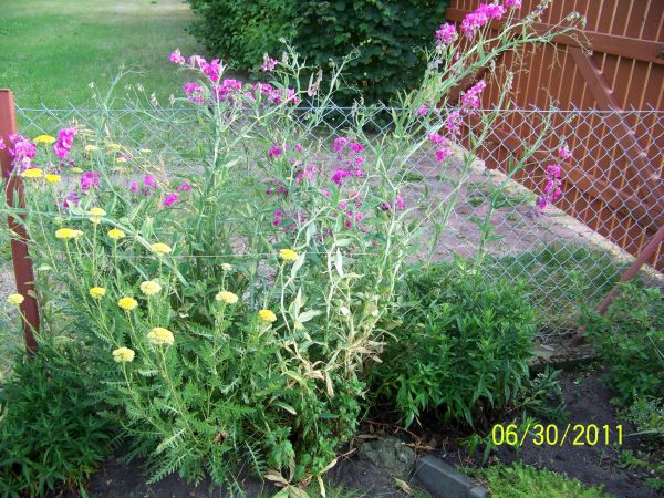 Groszek ozdobny na przydomowym płocie