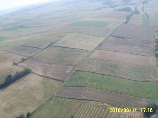 Zrebce krajobraz pol z grupujacymi sie bocianami do odlotu foto: W. Pietrykowski