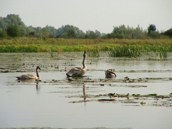 zdjecie Wola Uhruska