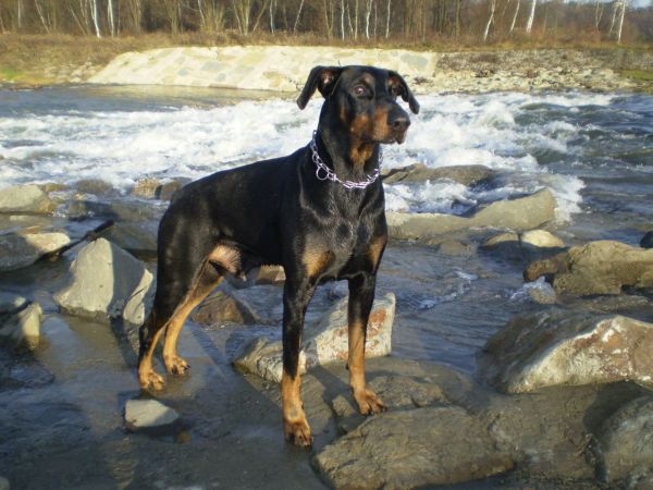 N.Sącz, wartki nurt Kamienicy