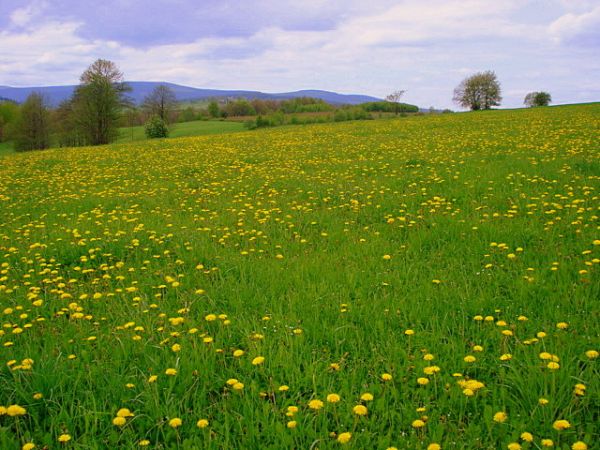 Krajobraz za Małą Kamienicą