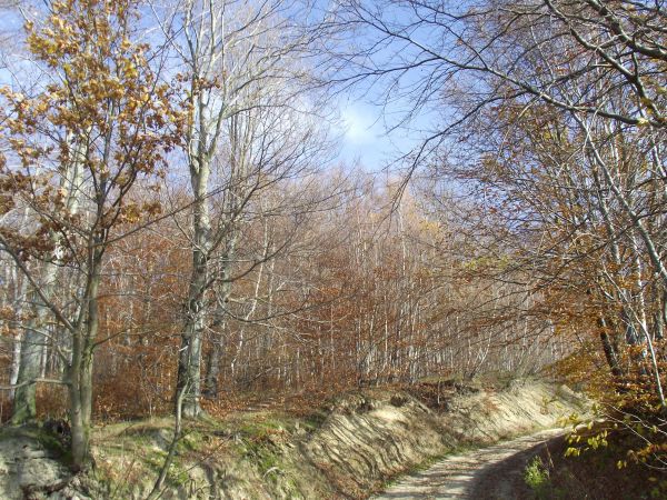Las Gonszczawa - jesienią ! - jeszcze tą drogą parę metrów po terenie Gminy Sanok a po osiągnięciu wzgórza na tereny Gminy Dydnia w powiecie Brzozów - schodzić