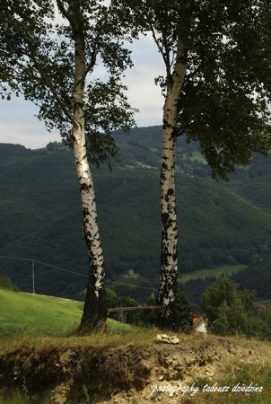 Polskie brzozy. Widok na ruiny zamku.