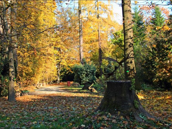 Arboretum w Bolestraszycach - jesienią.